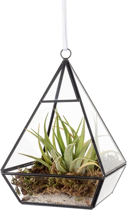 Foto: Winq terrarium piramide zwart glas 13 5x13 5x21 voorzijde open inclusief tillandsia en zand