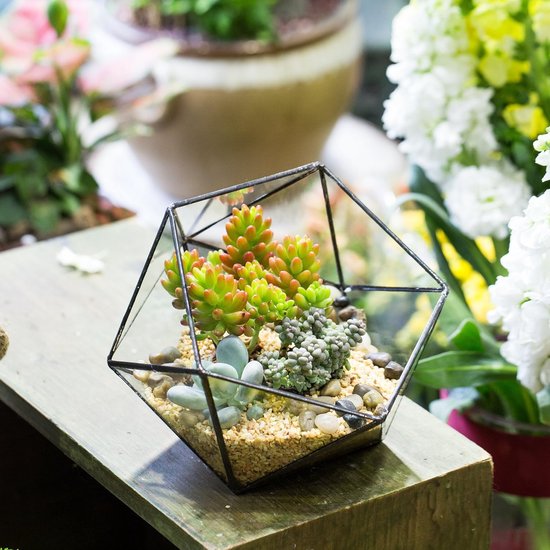 Pot de fleur fait main, terrarium géométrique en verre, triangulaire, en  forme de... | bol