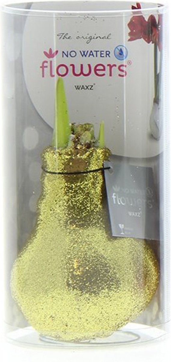 Wax Amaryllis Glitterz Goud in Koker | Prachtige Wax Amaryllis voor in huis |