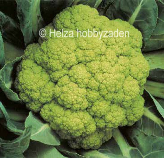 Bloemkool Susana F1