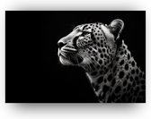 Cheetah - schilderij - Schilderij Cheetah - Schilderij zwart wit - Schilderij portret dieren - Cheeta - 70 x 50 cm Met baklijst
