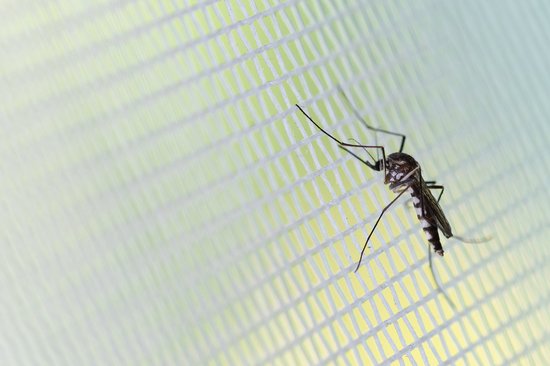 Lifa-Living - Hor-gordijn - Tegen Muggen - Vliegengordijn -Wit - 100 x 210 cm - Lifa-Living
