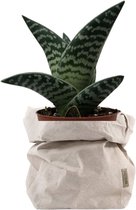 de Zaktus - Aloe Variegata - vetplant - UASHMAMA® paperbag licht grijs - Maat M