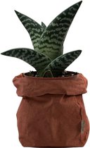 de Zaktus - Aloe Variegata - vetplant - UASHMAMA® paperbag roest - Maat M