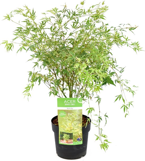 Rode Japanse Bonsaiesdoorn Op Tak Van De Boom In De Pot Op De Houten Lijst 113882951