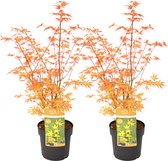 Plant in a Box - Acer palmatum 'Katsura' - Set van 2 - Japanse Esdoorn - Winterhard - Tuinplant - Pot 19cm - Hoogte 60-70cm