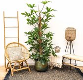 Gatenplant - Philodendron Pedatum mosstok hoogte 160cm potmaat 27cm