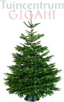 Echte kerstboom - Nordmann Excellent - Gezaagd Geen Kluit - 200-225cm