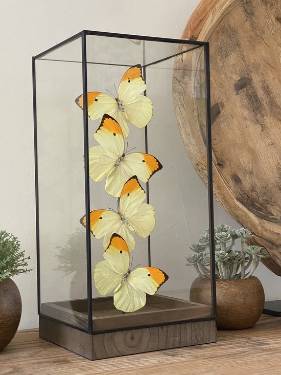 Glazen Vitrine met echte Anteos Menippe vlinders