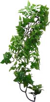 Komodo Philodendron Plant - 60 cm