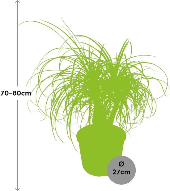 Beaucarnea recurvata | Olifantenpoot 140cm kopen
