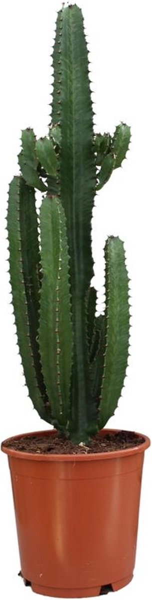 BOTANICLY Vetplant – Wolfsmelk (Euphorbia Trigona Rubra) – Hoogte: 90 cm – van