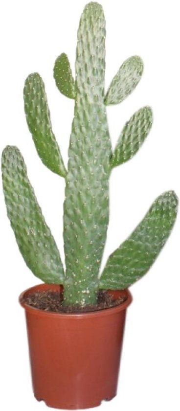 De leukste cactus soorten en hoe ze te verzorgen