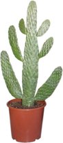 Cactus – Schijfcactus (Opuntia Consolea) – Hoogte: 55 cm – van Botanicly