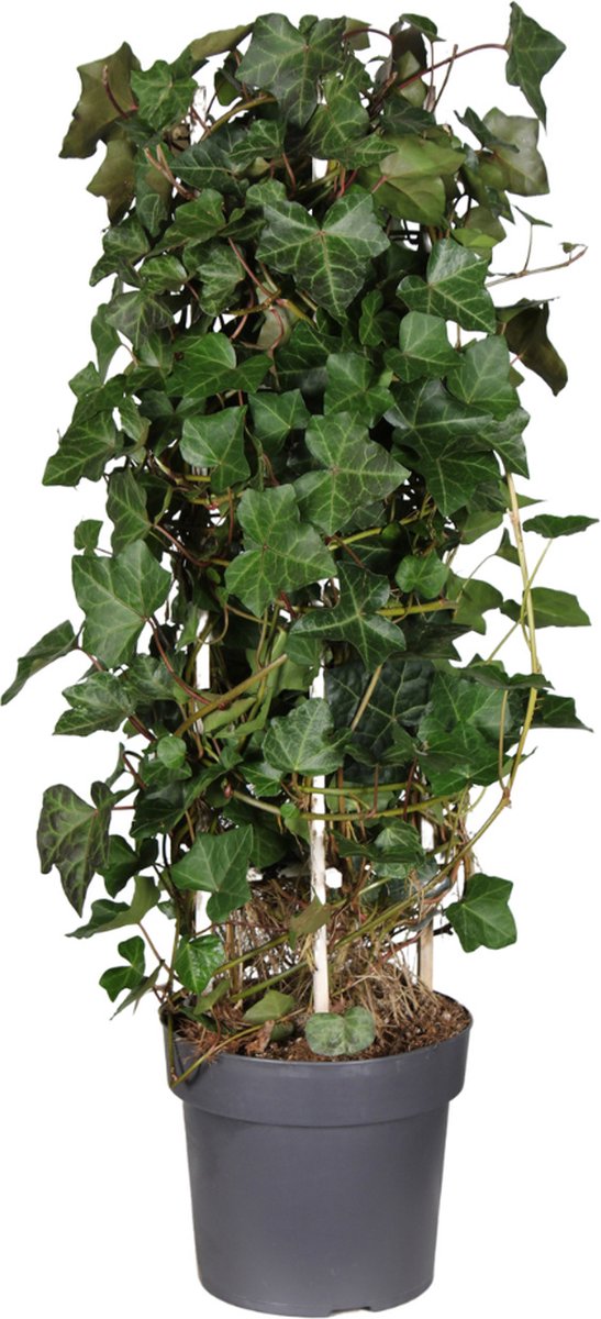 BOTANICLY Klimplant – Klimop (Hedera Hibernica) – Hoogte: 75 cm – van