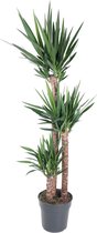 Yucca – Palmlelie (Yucca) – Hoogte: 170 cm – van Botanicly