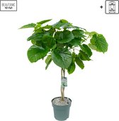 Groene plant – Vioolplant (Ficus Umbellata) met bloempot – Hoogte: 120 cm – van Botanicly