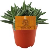 Vetplant – Kussentjesvetplant (Crassula) – Hoogte: 15 cm – van Botanicly