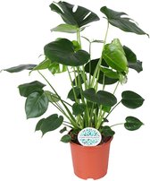 Monstera – Gatenplant (Monstera Deliciosa) – Hoogte: 80 cm – van Botanicly