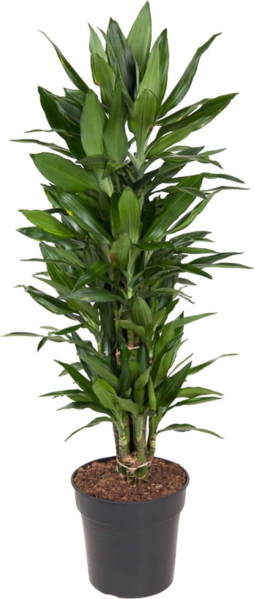 BOTANICLY Groene plant – Drakenboom (Dracaena Janet Lind) – Hoogte: 130 cm – van