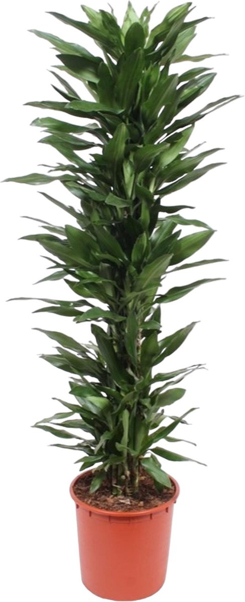 BOTANICLY Groene plant – Drakenboom (Dracaena Janet Lind) – Hoogte: 170 cm – van