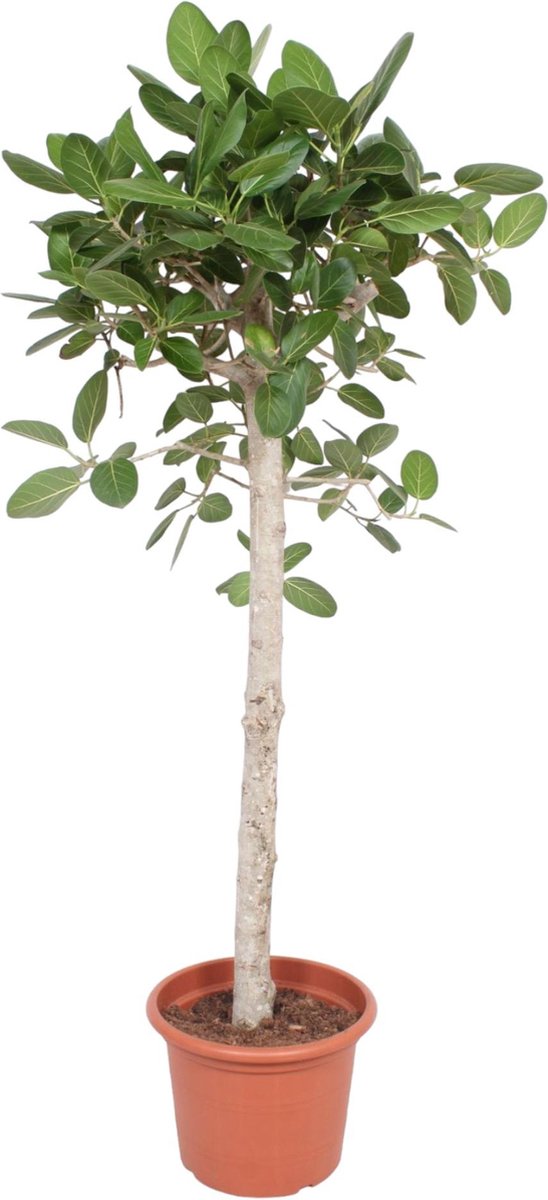 BOTANICLY Groene plant – Banyan (Ficus benghalensis) – Hoogte: 180 cm – van
