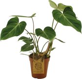 Groene plant – Philodendron (Philodendron) – Hoogte: 40 cm – van Botanicly
