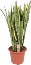 Vetplant – Vrouwentongen (Sansevieria Trifasciata Laurentii) – Hoogte: 110 cm – van Botanicly