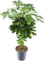 Groene plant – Vingersboom (Schefflera) – Hoogte: 75 cm – van Botanicly
