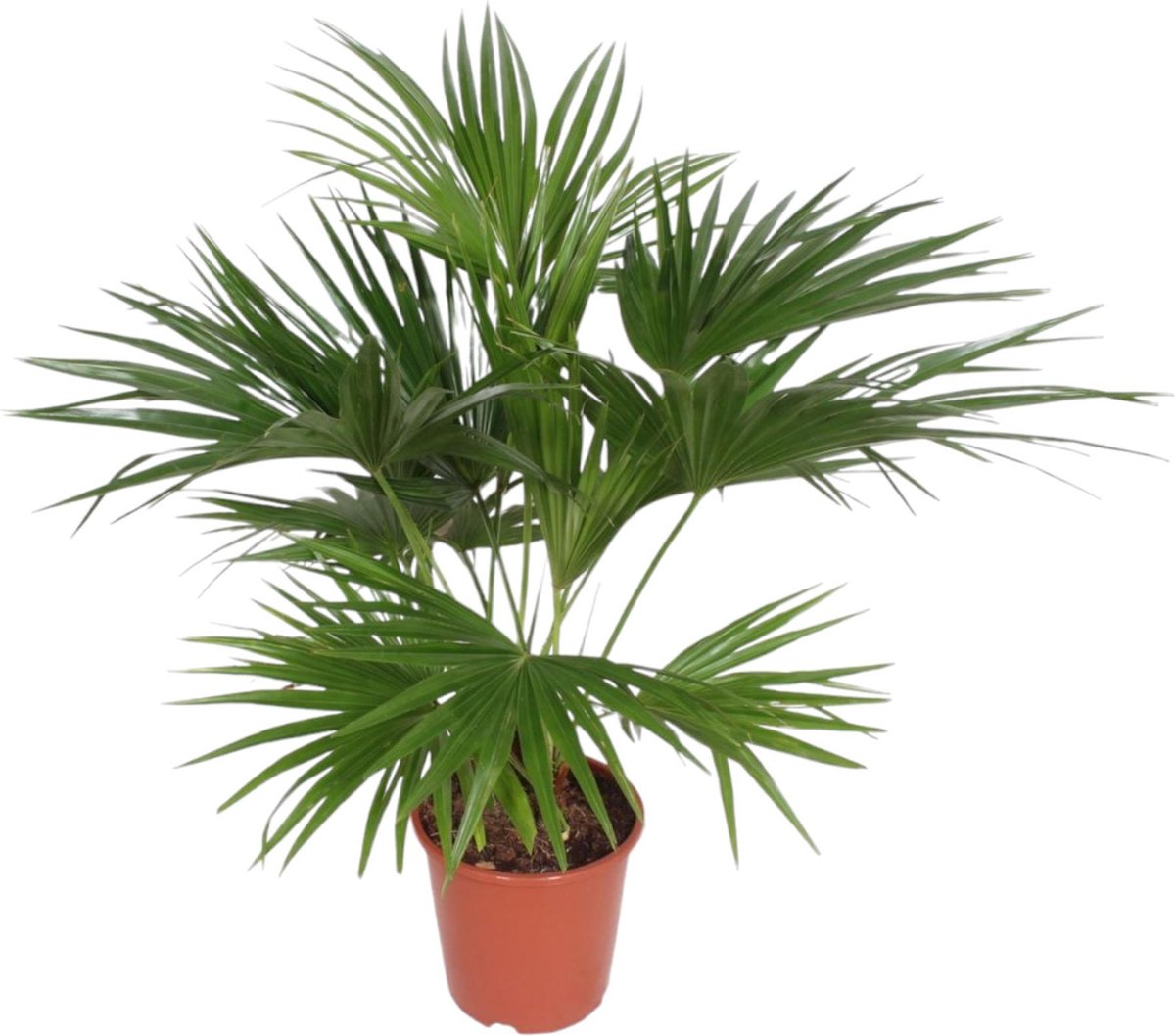 BOTANICLY Buitenpalm – Waaierpalm (Livistona chinensis) – Hoogte: 150 cm – van