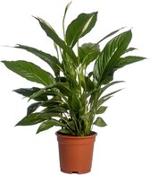 Groene plant – Lepelplant (Spathiphyllum Vivaldi) – Hoogte: 70 cm – van Botanicly