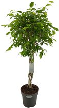 Groene plant – Treurvijg (Ficus benjamina Exotica) met bloempot – Hoogte: 100 cm – van Botanicly