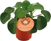 Groene plant – Pannenkoekenplant (Pilea Peperomioides) – Hoogte: 15 cm – van Botanicly