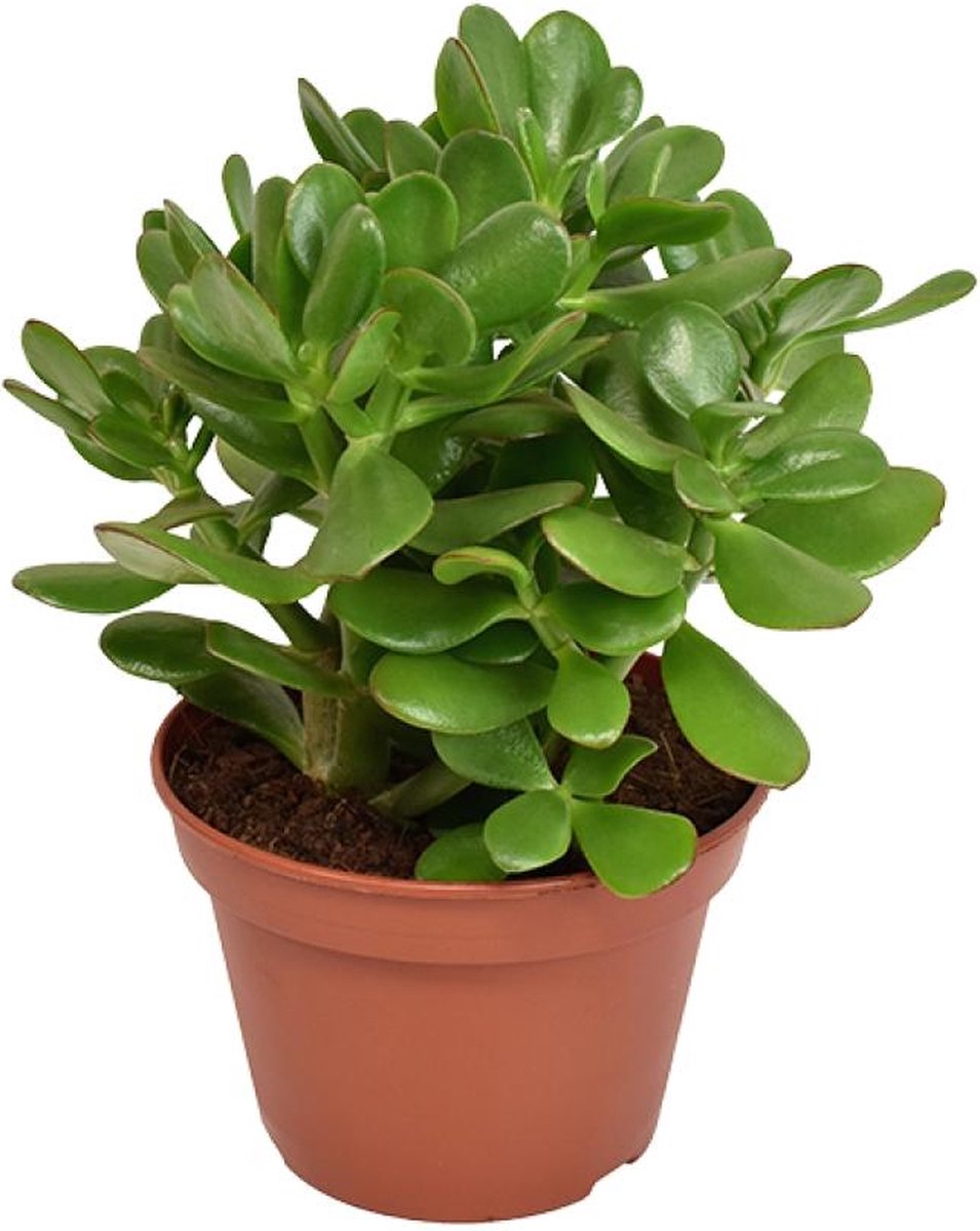 BOTANICLY Vetplant – Kussentjesvetplant (Crassula) – Hoogte: 21 cm – van