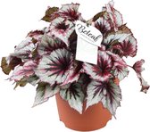 Begonia – Stippenbegonia (Begonia Beleaf Evening Glow) met bloempot – Hoogte: 33 cm – van Botanicly