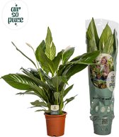 Groene plant – Lepelplant (Spathiphyllum) – Hoogte: 75 cm – van Botanicly