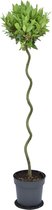 Kruidenplant – Laurier (Laurus Nobilis) – Hoogte: 120 cm – van Botanicly
