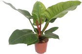 Groene plant – Philodendron (Philodendron Imperial Green) – Hoogte: 60 cm – van Botanicly