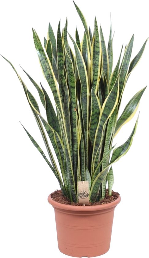 Sansevieria Laurentii - Vrouwentong - Kamerplanten - Luchtzuiverend - 30-40 Cm Hoog - Pot 12 Cm