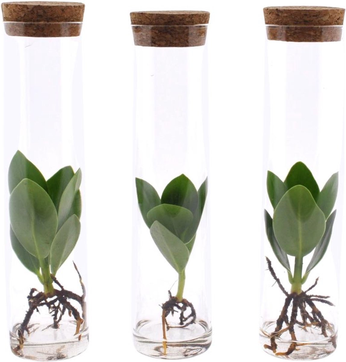 BOTANICLY Groene plant – Varkensboom (Clusia) met bloempot – Hoogte: 15 cm – van