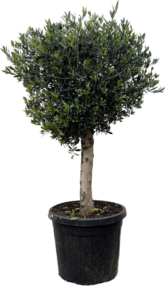 BOTANICLY Fruitboom – Olijf boom (Olea Europaea) – Hoogte: 200 cm – van