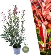 Plants by Frank | 25 grote Glansmispel planten voor 10 strekkende meter haag | ↨ 100-125 cm in 12 liter pot | Photinia Red Robin | haagplanten | winterharde haagplanten | haagplanten