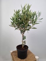 Olea europaea (olijfboom) - Bol op stam - potmaat 17 cm - hoogte 65 cm - Plants By Suus