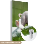 MuchoWow® Glasschilderij 40x80 cm - Schilderij acrylglas - Biggetje - Konijn - Dieren - Foto op glas - Schilderijen