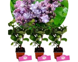 Set van 3 Seringen - Syringa vulgaris 'Nadezhda' - 'Hope'- Hoogte 25cm - 9cm pot
