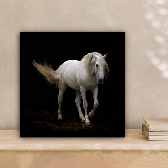 Cheval Wit devant une toile de fond noir 2cm 20x20 cm - petit - Tirage photo sur Toile (Décoration murale salon / chambre) / Animaux sauvages Peintures sur toile