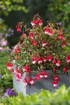 Fuchsia 'Madame Cornelissen' C2 cm