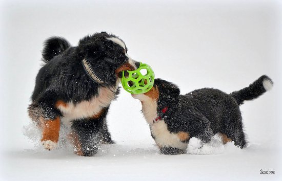 Twee jonge Bernese Sennenhonden spelen met een groene JW Hol-ee Roller bal in de sneeuw.
