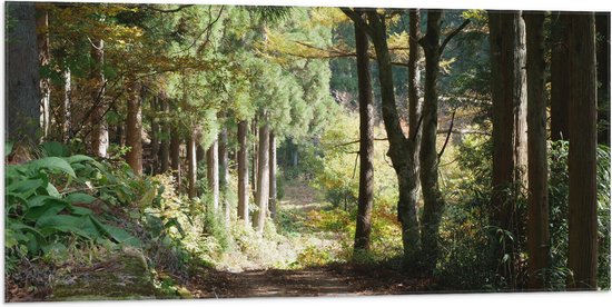 WallClassics - Vlag - Zandweg in het Bos met Mooie Lichtinval - 100x50 cm Foto op Polyester Vlag