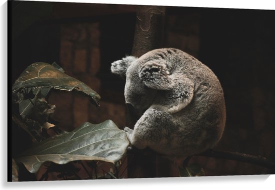 WallClassics - Canvas  - Slapende Koala - 120x80 cm Foto op Canvas Schilderij (Wanddecoratie op Canvas)